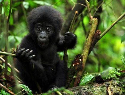 Cedarberg-Sanctuary-Gorilla