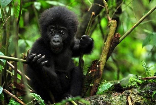 Gorilla Trekking Safaris