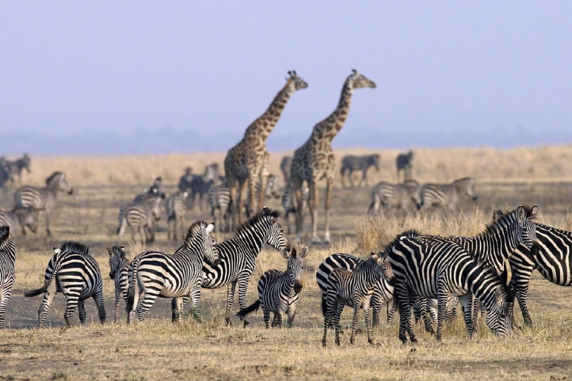 Cedarberg-africa-western-tanzania-adventure-katavi-plains