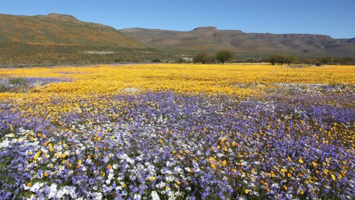 Cedarberg Travel | Spring Wild Flower tour