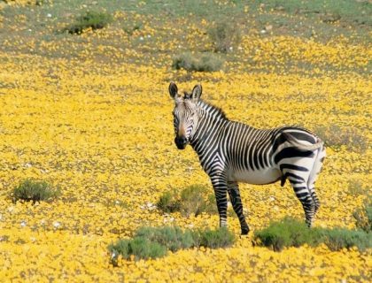 Faces of the Cape Self-drive