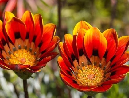 Spring Wild Flower tour