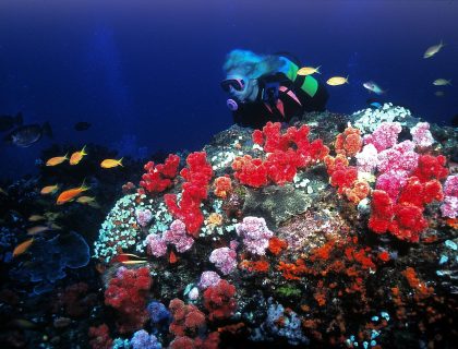 Diving in KwaZulu Natal