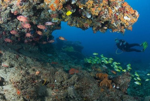 Bush, Beach & Cape Town Family Breakaway