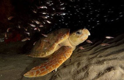 Turtle Tracking in KwaZulu Natal or Mozambique Coast