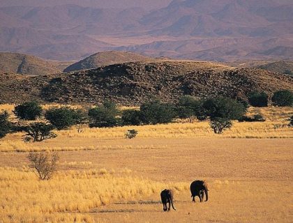 Finding Desert-adapted Elephants in Damaraland