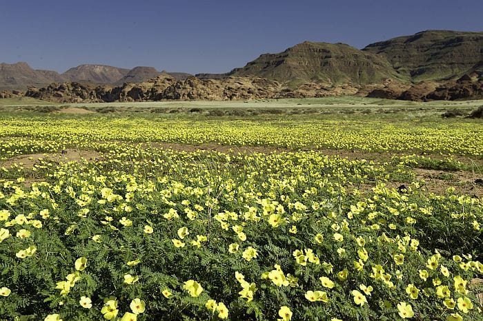 Cedarberg Travel | Spring Wild Flower tour