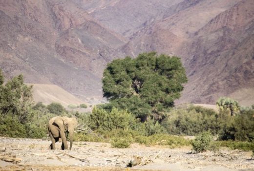 Namibia in Focus Private Guided Tour