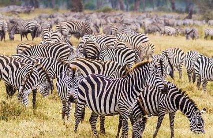 North or South for your Tanzania wildlife safari?