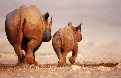 Relief from the drought – Rhino Tracking at Desert Rhino Camp