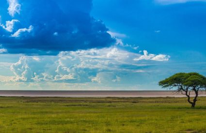 Why Travel to Africa for a safari holiday?