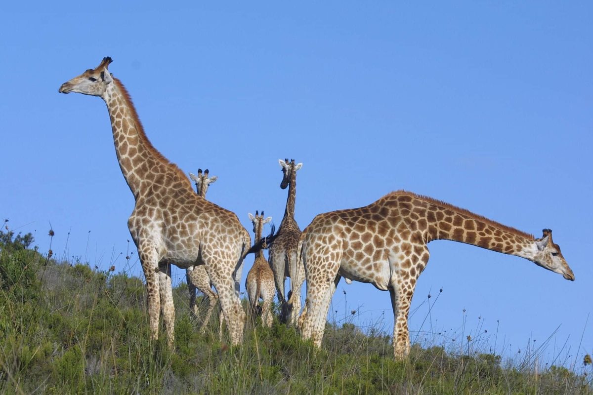 Cedarberg Travel | Mellow Cape Self-drive Safari