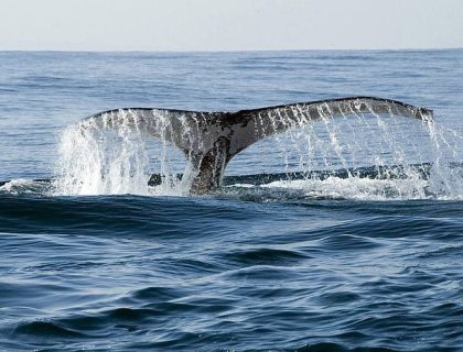 Whale watching by land and sea