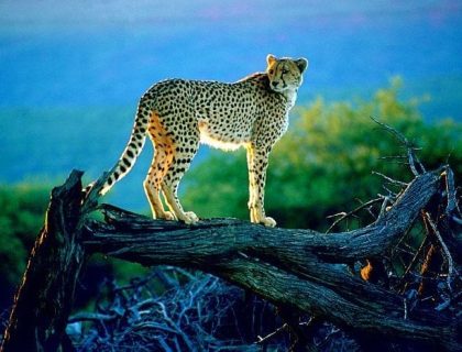 Central Highlands of Namibia - Okonjima-cheetah on a log