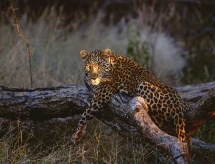 Central highlands - leopard at Okonjima