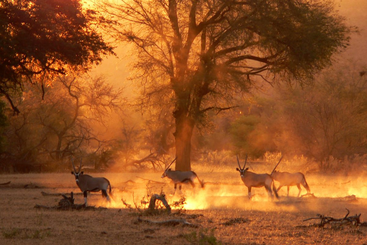 Cedarberg Travel | Best of Namibia Fly-in Safari