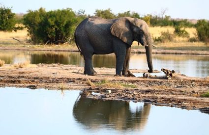 Photo Blog of my safari to Victoria Falls and Hwange