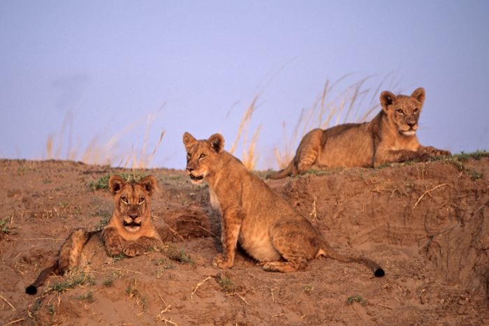 Cedarberg Travel | Hwange Explorer by Air