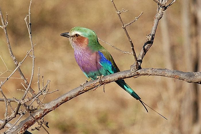 Cedarberg Travel | Hwange Explorer by Air