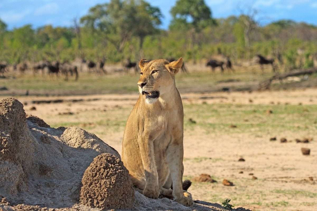 Cedarberg Travel | Hwange Explorer by Air
