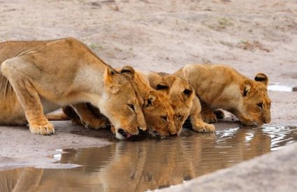 Hwange Explorer by Air