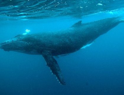 Whale watching on Ile Sainte Marie, Pirate Island