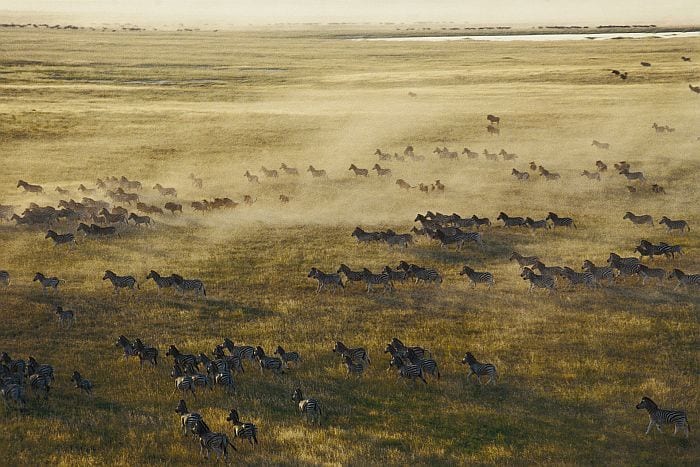 Zebra migration in Makgadikgadi pans