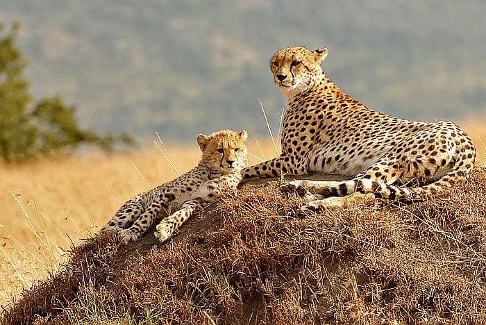 Cedarberg Travel | Kenya Safari Highlights by Air