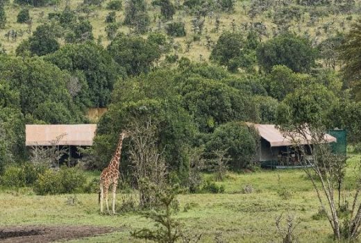 Porini Rhino Camp