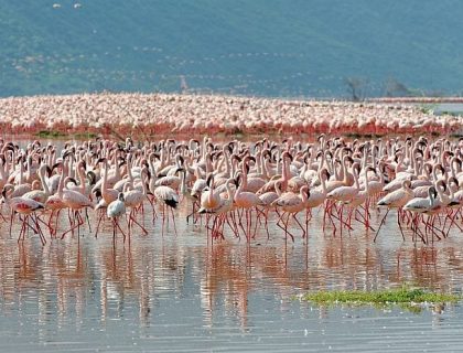Governors Rift Valley & Mara