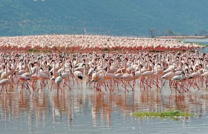 Governors Rift Valley & Mara