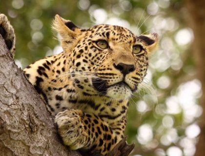Southern Africa Culture & Wildlife