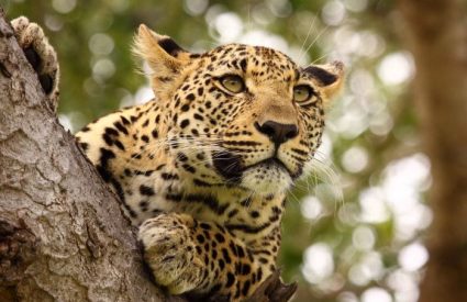 Southern Africa Culture & Wildlife