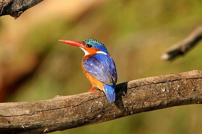 Birding in Malawi - Lake Malawi - malachite kingfisher