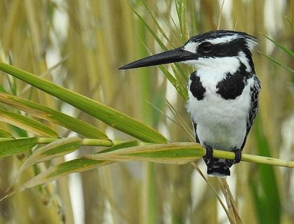 Birding in Malawi - Lake Malawi Pied kingfisher