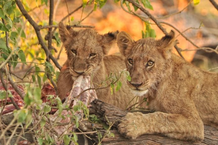 Cedarberg Travel | Essence of Botswana & Victoria Falls Safari