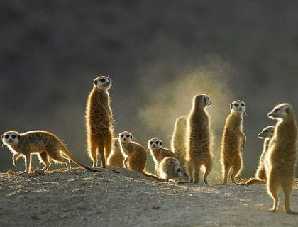 Meerkat Adventures