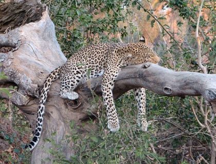 Two Rivers Safari in Zambia