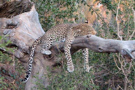 Two Rivers Safari in Zambia