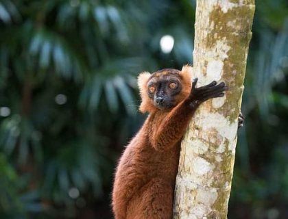 Excursion to Nosy Komba and Nosy Tanikely