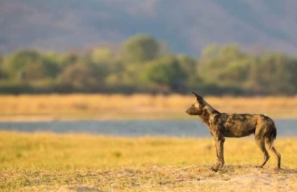 Zimbabwe Water & Wilderness