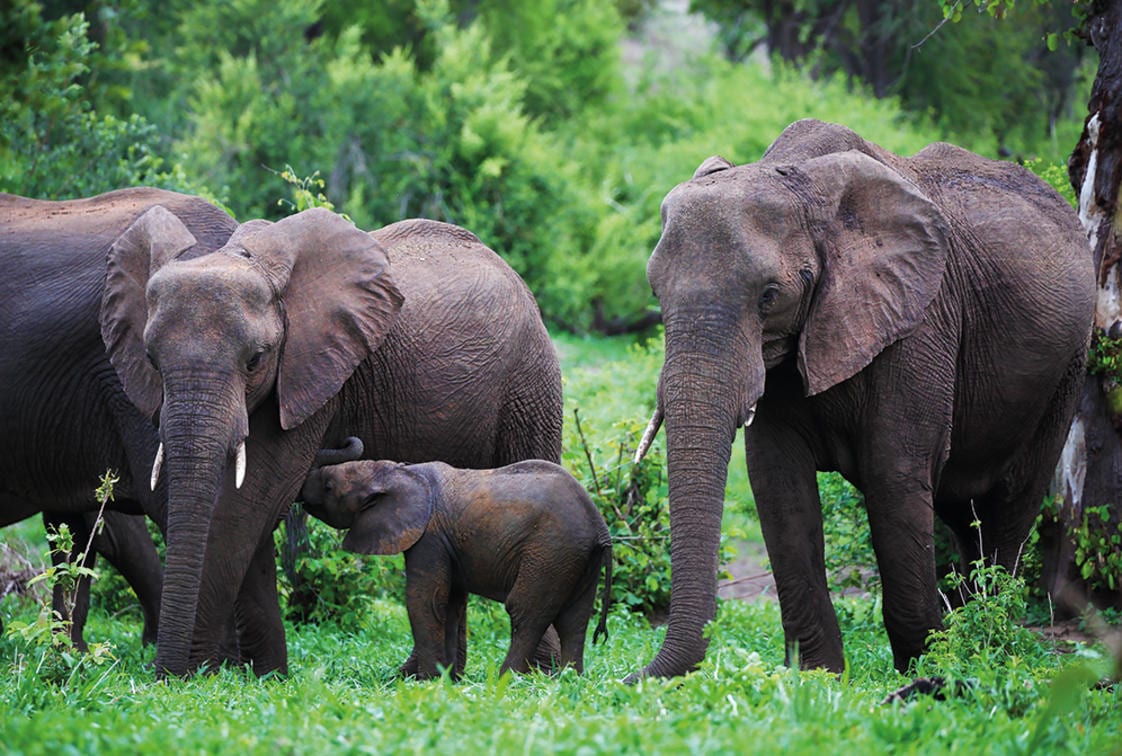 Elephant in Matetsi, Zambezi National Park