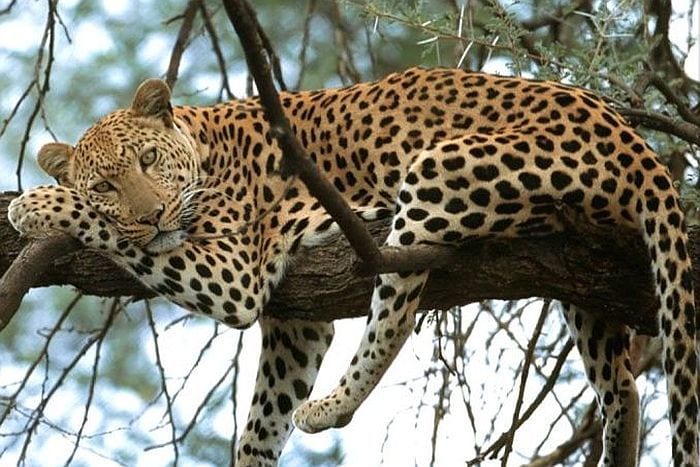 Cedarberg Travel | Hwange Explorer by Air