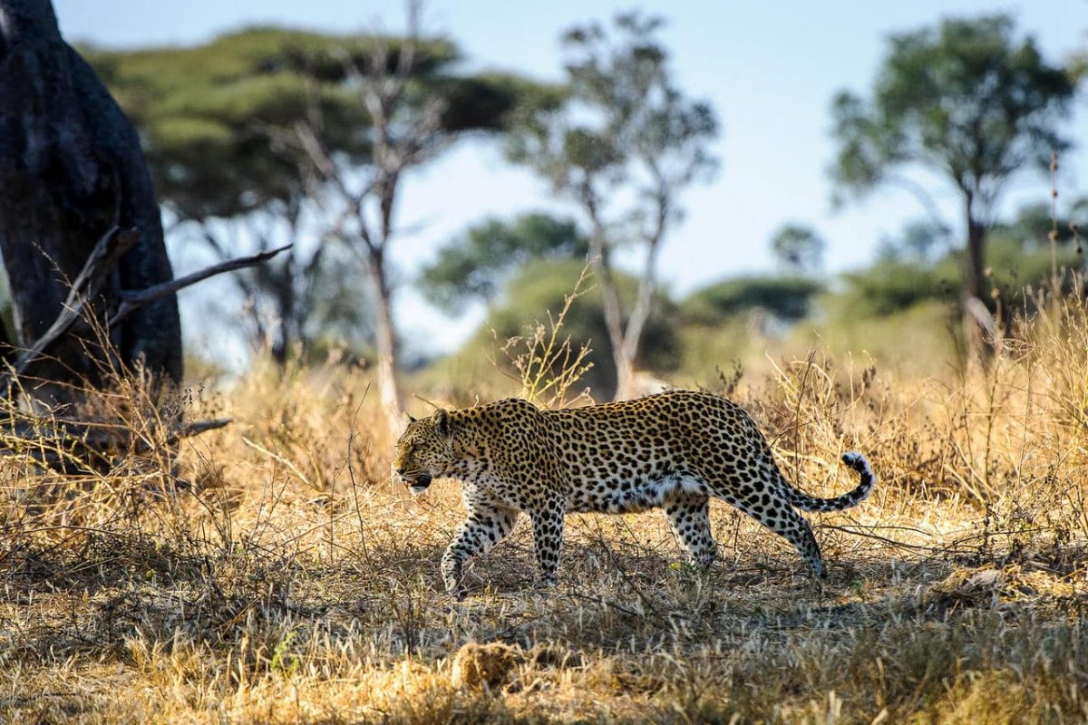 Cedarberg Travel | Little Mombo