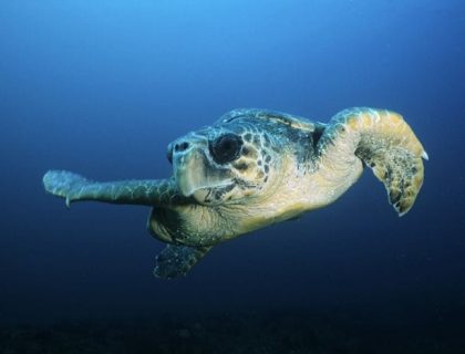 Mozambique-Loggerhead-turtle