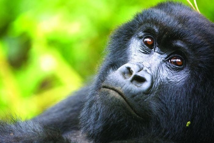 Mtn-Gorilla-View-Lodge-portrait-of-gorilla-700