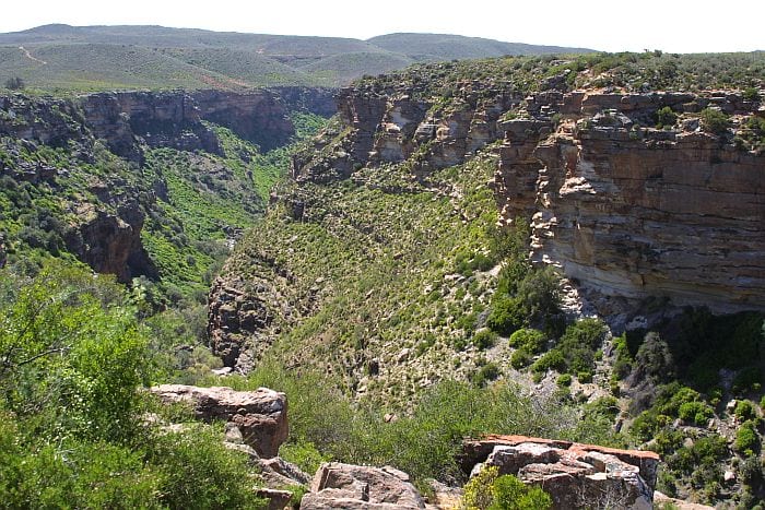 Cedarberg Travel | Spring Wild Flower tour