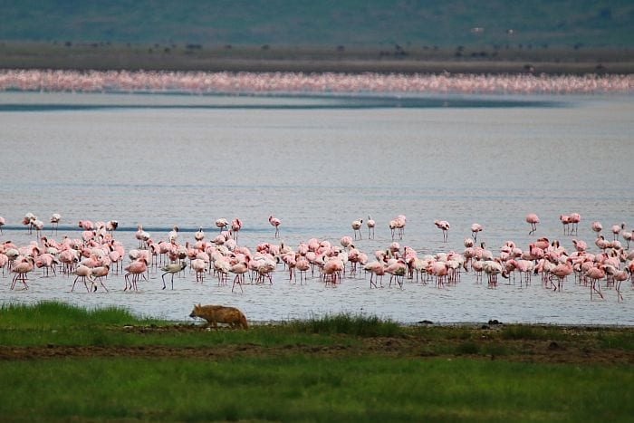 Ngorongoro crater hyena and flamingos