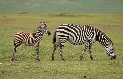 Tanzania Photo Safari blog by Kate – trip to Northern Tanzania incl Lake Natron