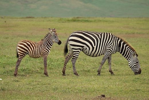 Tanzania Photo Safari blog by Kate – Trip to Northern Tanzania incl Lake Natron